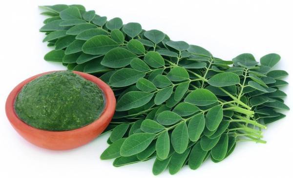 daun kelor